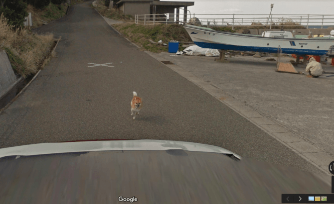 Un perro persigue al coche de Google Street View (y es lo más mono que verás hoy)